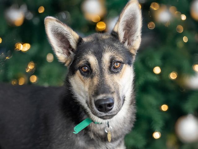  - Female - German Shepherd-Mix
