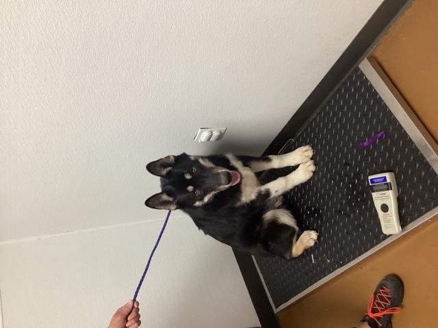  - Male - German Shepherd-Mix