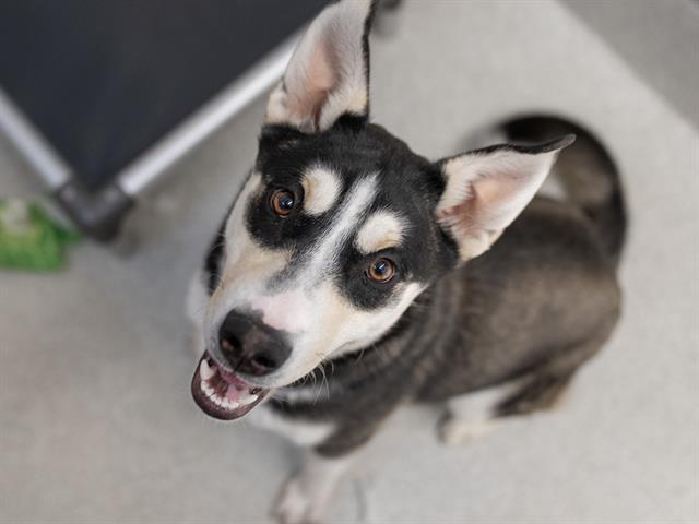  - Male - German Shepherd-Mix