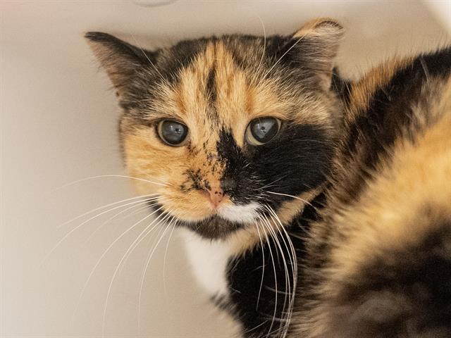 Candy - Female - Domestic SH