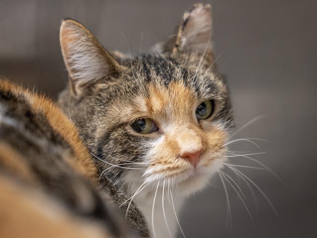 Santeria - Female - Domestic SH