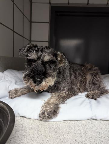  - Male - Miniature Schnauzer