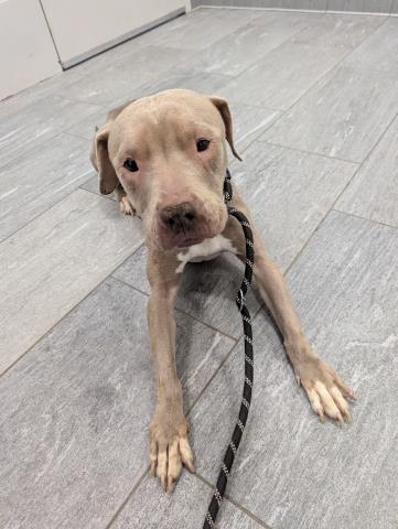 Harmony - Female - Staffordshire Bull Terrier