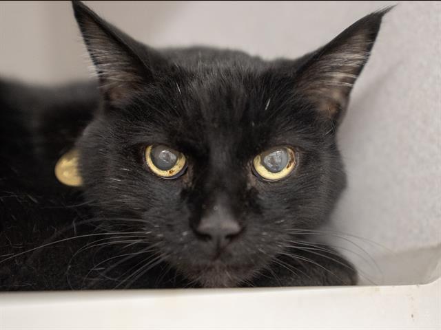 Snoop - Male - Domestic MH