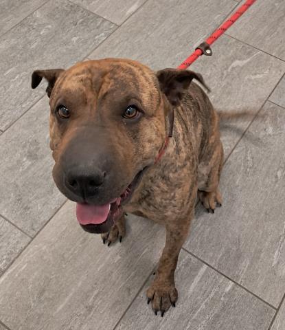  - Female - Chinese Sharpei-Mix