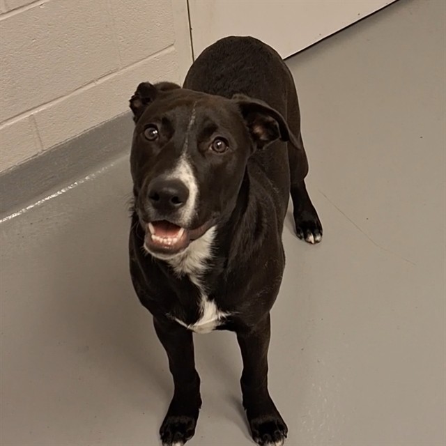 Dolly - Female - Nonspecific