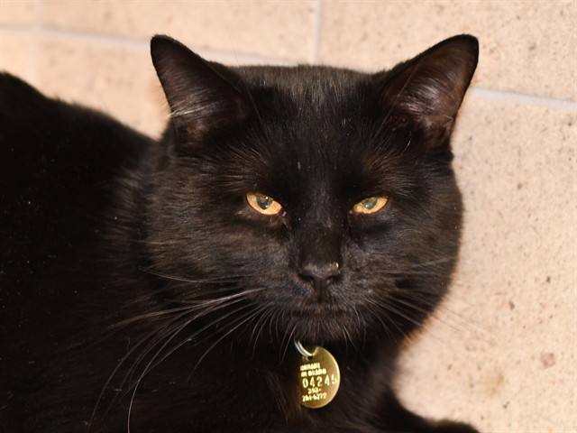 Moonpie - Male - Domestic SH