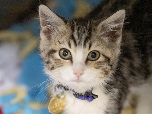 Leo - Male - Domestic SH