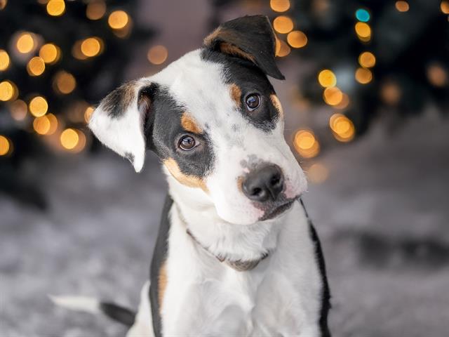 Taz - Male - Nonspecific