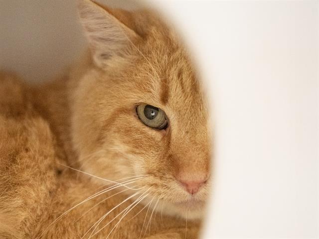 Cheddar - Male - Domestic SH