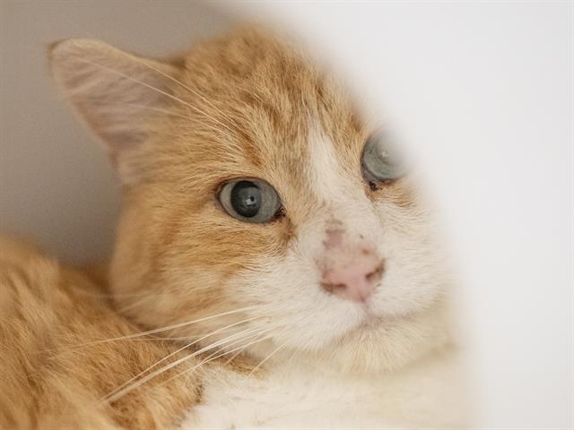 Pepper Jack - Male - Domestic SH