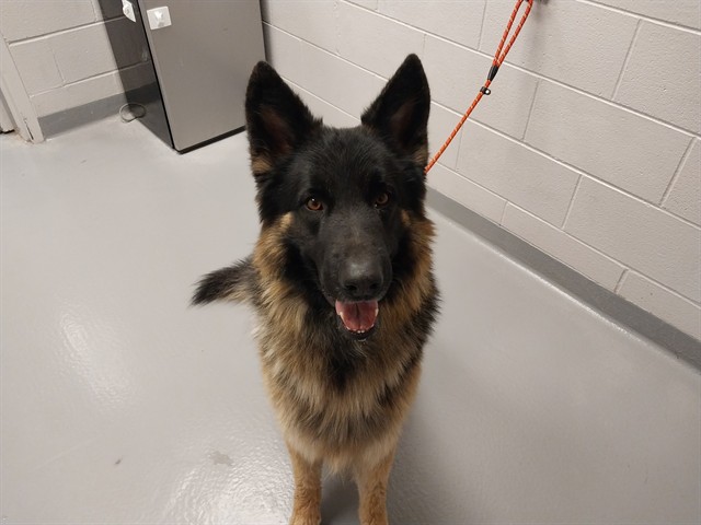  - Male - German Shepherd