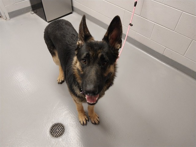  - Male - German Shepherd