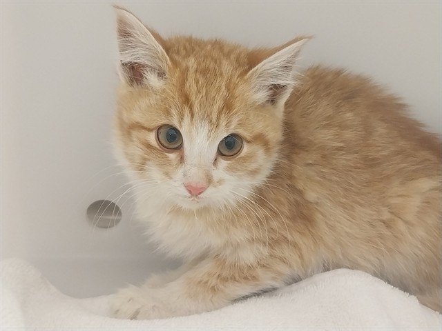 Mecha Grinch - Female - Domestic MH