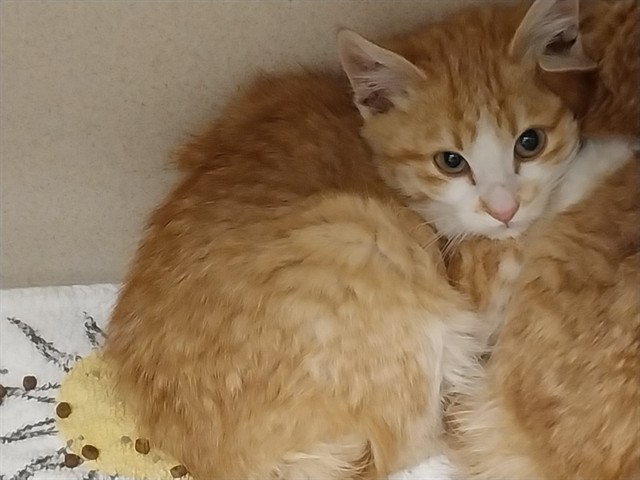 Whoville - Unknown - Domestic MH