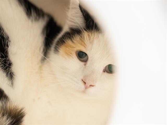 Starburst - Female - Domestic SH