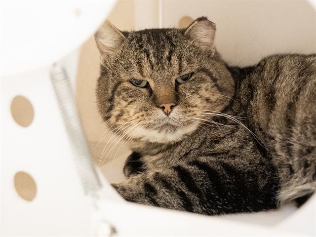 Rancher - Male - Domestic SH