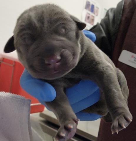 Evangeline - Female - Pit Bull