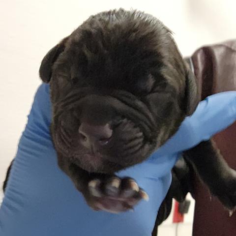 Ghost - Male - Pit Bull