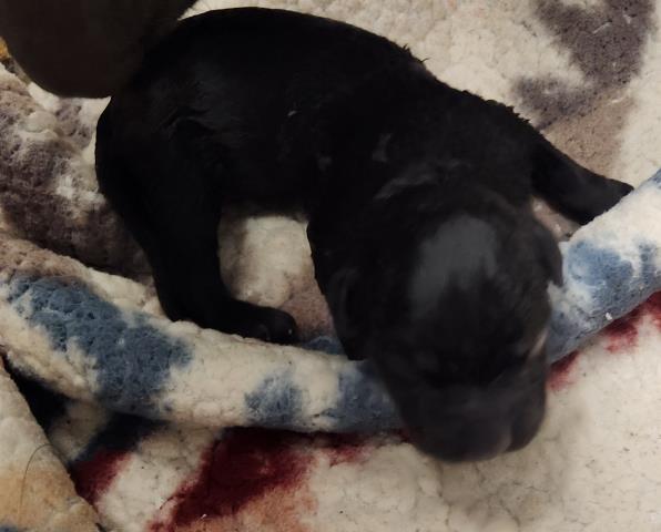 Edgar Allan Poe - Male - Pit Bull