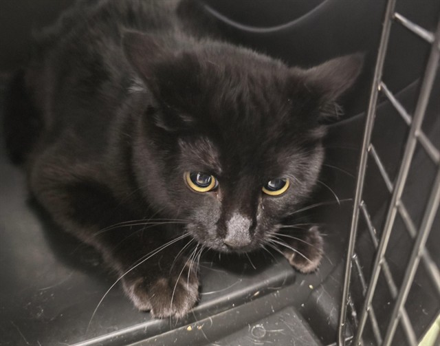 Dancer - Male - Domestic SH