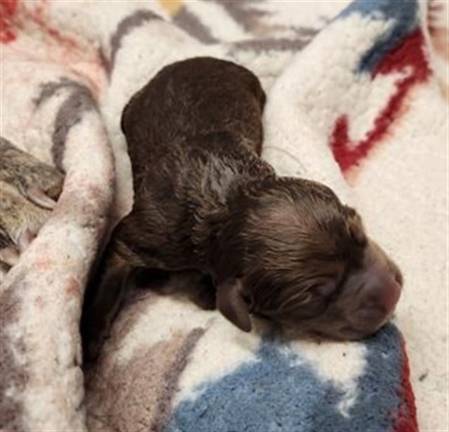 Annabel Lee - Female - Pit Bull