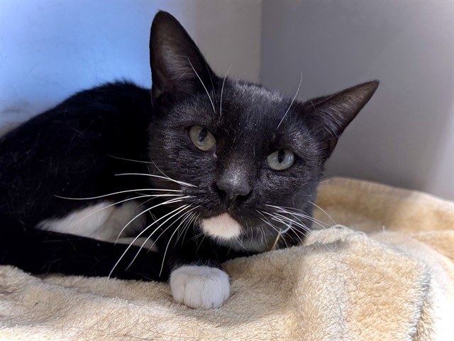 Sox - Female - Domestic SH