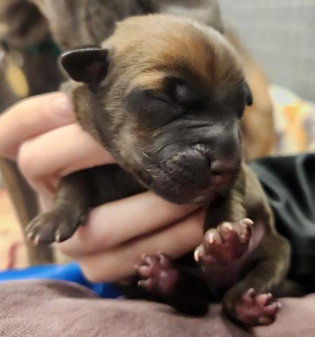 Lenore - Female - Pit Bull-Mix