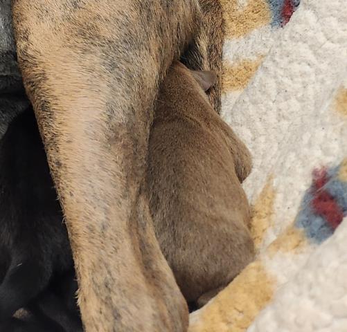 Prospero - Male - Pit Bull-Mix