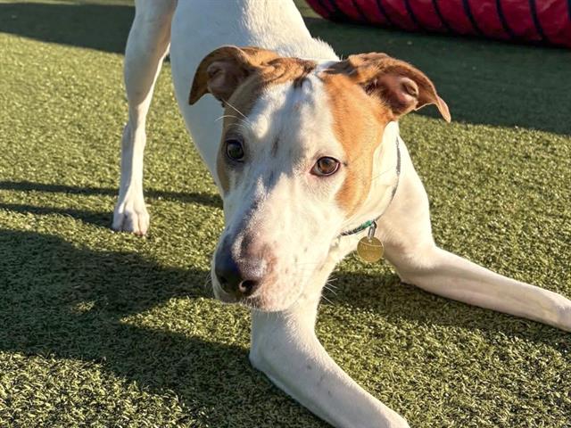 Atenea - Female - Australian Cattle Dog-Mix