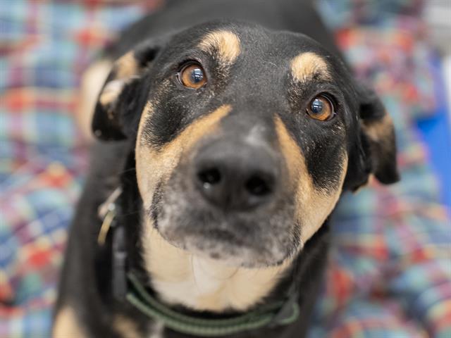 Lola - Female - Nonspecific-Mix