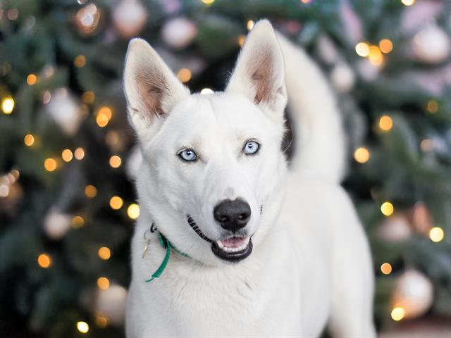 Fargo - Female - Siberian Husky