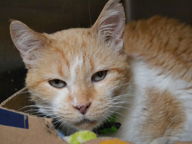 Yogurt - Female - Domestic SH