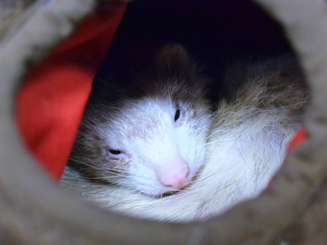 Domino - Female - Ferret
