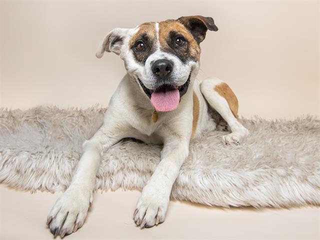 Penguin - Male - Nonspecific