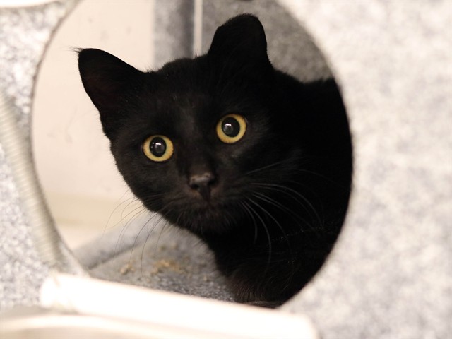 Cario - Male - Domestic SH