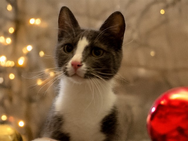 Peekaboo - Male - Domestic SH