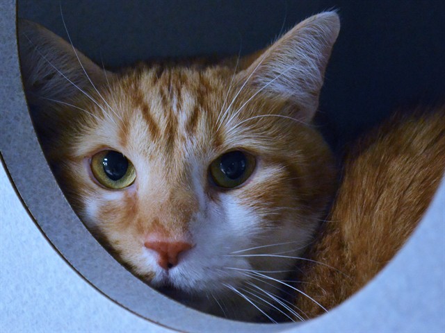 Homer - Male - Domestic SH