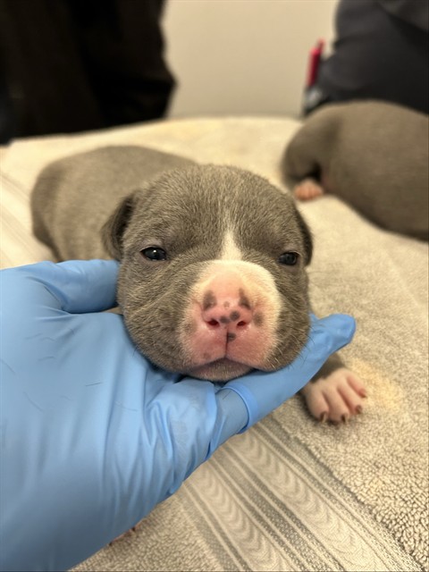 Georgia - Female - Staffordshire Bull Terrier