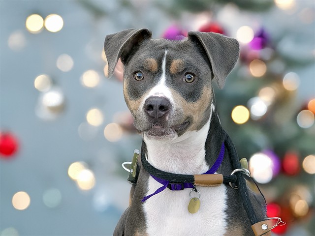 Oakley - Male - Pit Bull-Mix