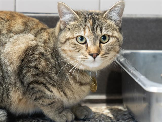 Joy - Female - Domestic SH