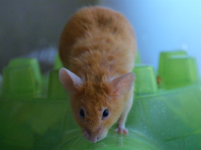 Mr Mouse - Male - Mouse