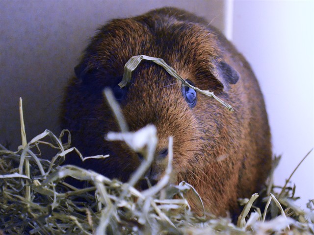 Brownie - Female - Guinea Pig