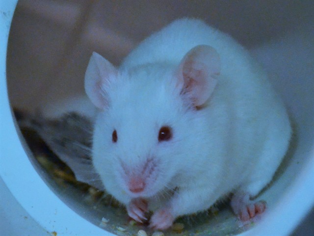 Sycamore - Male - Mouse