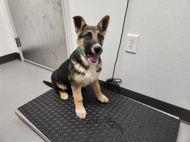 Peppermint Tinselbottoms - Female - German Shepherd