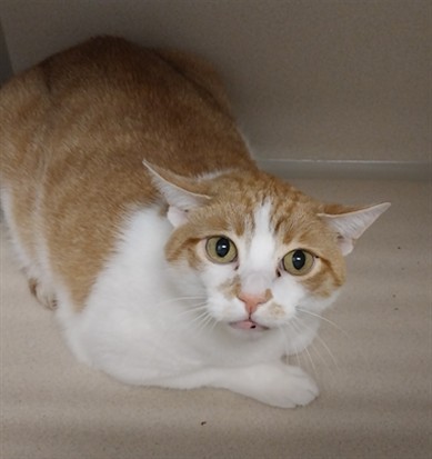  - Male - Domestic SH