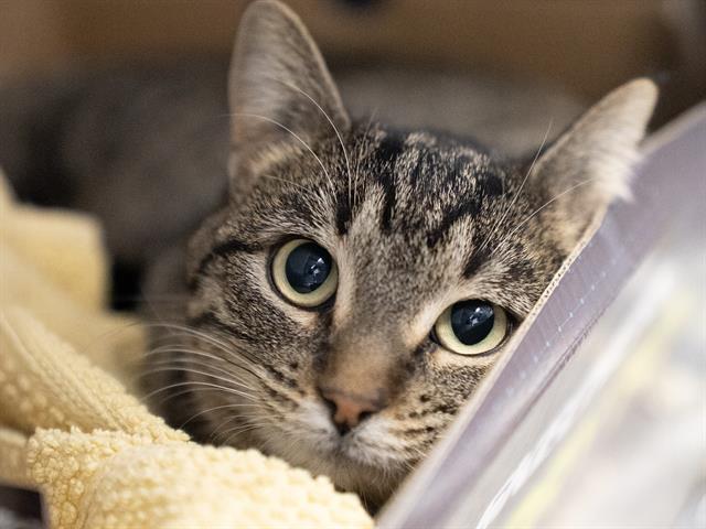 Rascal - Female - Domestic SH