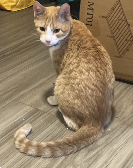 Kenny - Male - Domestic SH