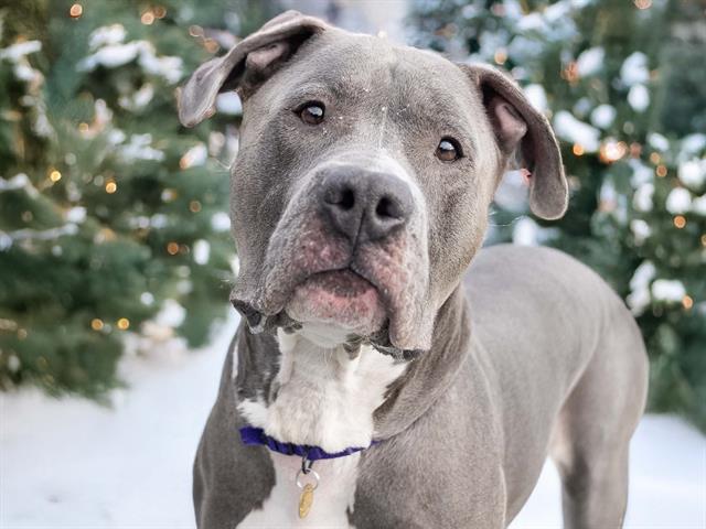 Koda - Male - Pit Bull