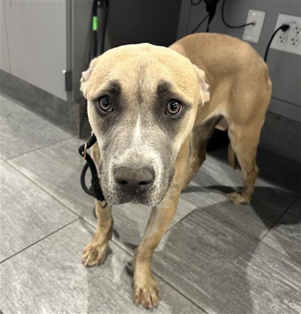 Mistletoe - Female - Pit Bull